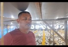 Kapasitas 11.000 ekor Ayam Pedaging Broiler, upaya Kades Gusmadi Mendongkrak Peningkatan Kesejahteraan Warga Desa Bungin Tambun III Kabupaten Kaur Ayam Pedaging Broiler Kades Gusmadi
