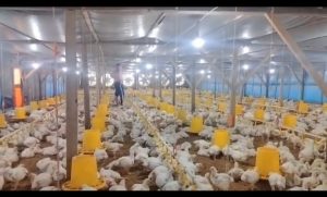 Ayam Pedaging Broiler Gusmadi Kades Bungin Tambun III